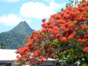 Rarotonga View
